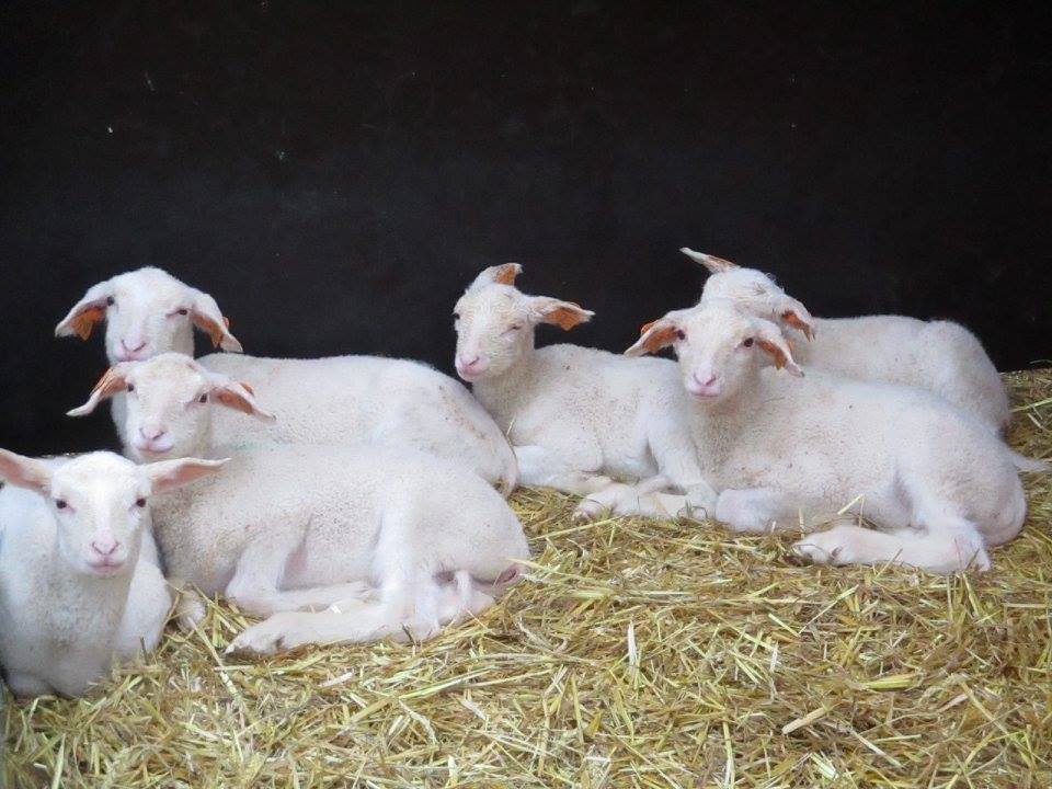 Bergerie d'Acremont