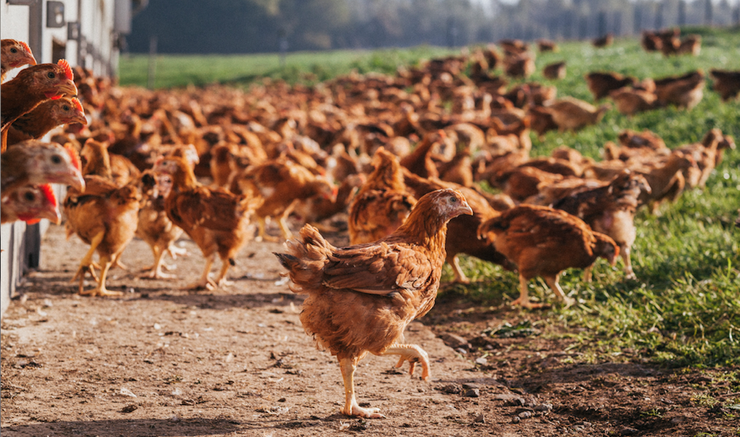 Le Coq des Prés