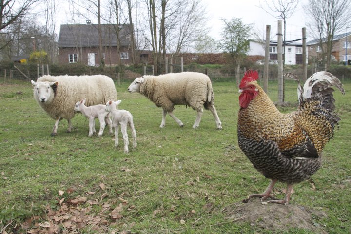 Den Diepen Boomgaard