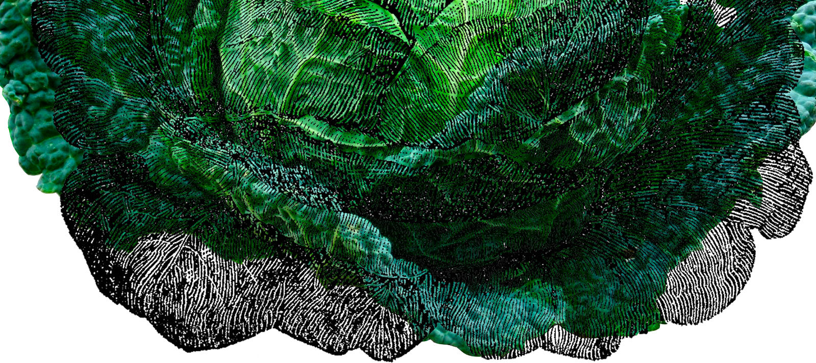 Bioguide vos adresses bio à Bruxelles