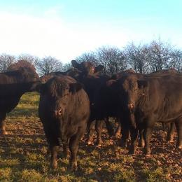 Biofarm (Boucherie de la Ferme des Frênes)