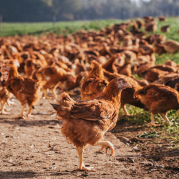 Le Coq des Prés