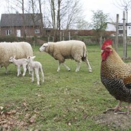 Den Diepen Boomgaard