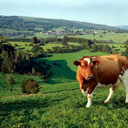 Bioferme - La Fromagerie des Ardennes