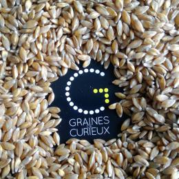 Graines de Curieux