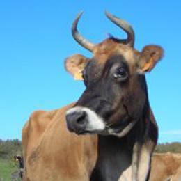 La Ferme de Jambjoule  