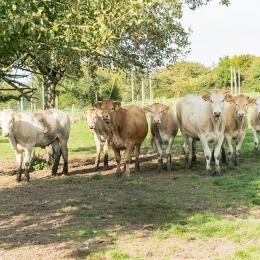 La Ferme à l'Arbre