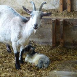 La Ferme des Sureaux